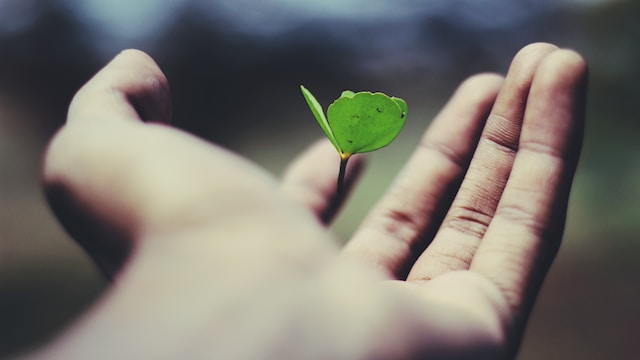 a hand holding a small growing plant